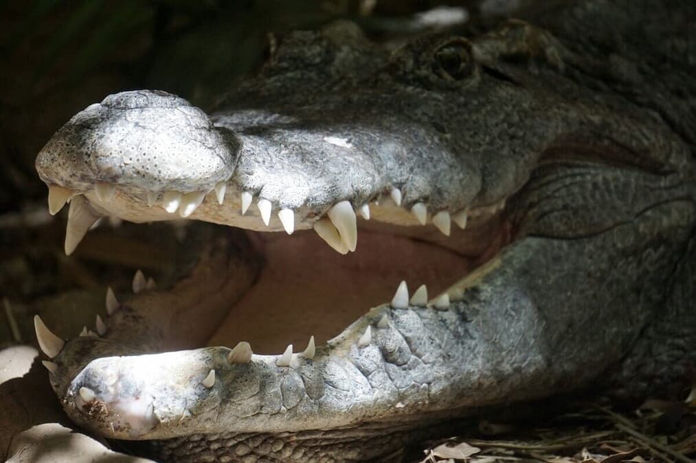 地球を食べるワニ 地球を食べるワニ A huge 4m crocodile swallows foreign fish