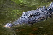 ワニ sf-5886-2.jpg