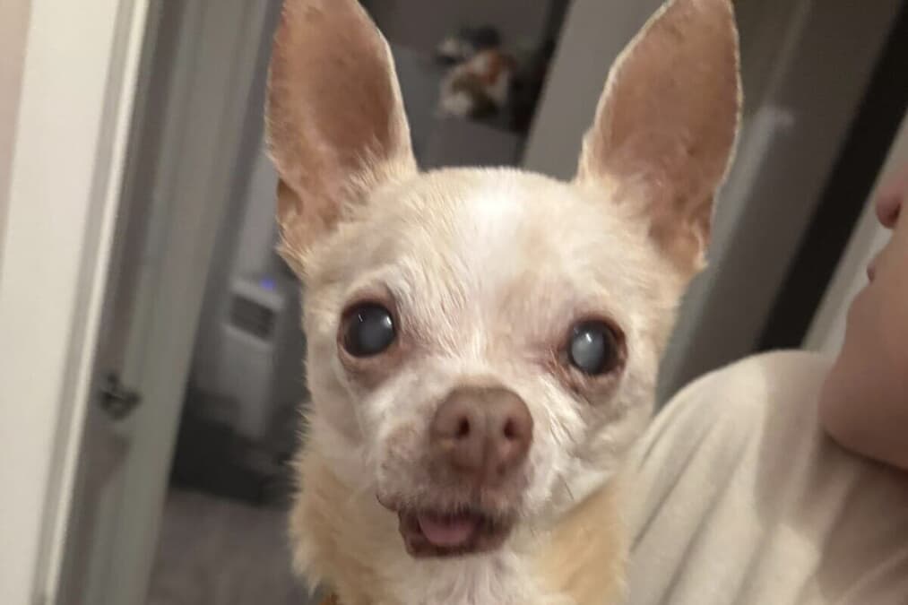ネグレクトされ再び施設へ戻された14歳のチワワ、最期の瞬間に見せた
