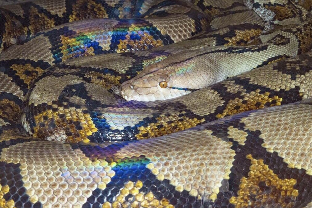 巨大ニシキヘビの体内から発見された男性の遺体帰らぬ農夫を襲った