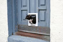 動画】玄関扉に新設の猫ドア、早速使ってもらえたけれど