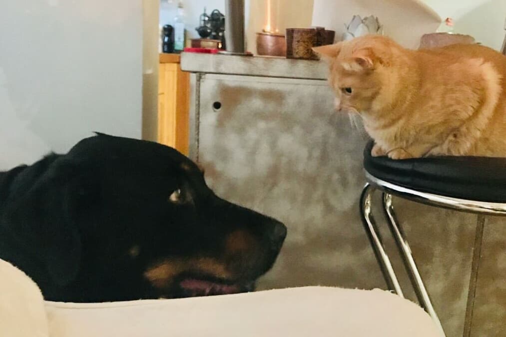 ドーベルマン様 動画】ドーベルマンが子猫を守ってくれると思った、その時