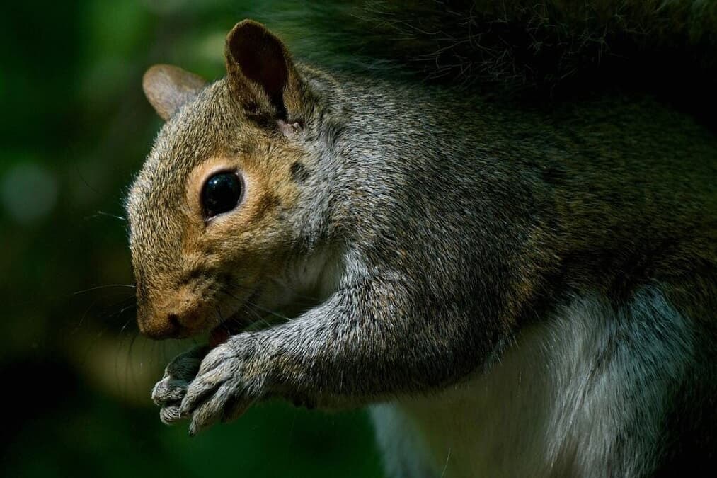 確認用　海外　初期　リス 写真】顔から異様な突起物グロテスクな外見の「ゾンビリス」発見