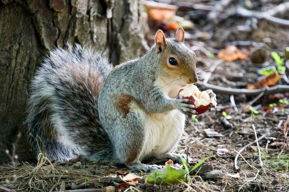 顔面が「異様な突起」に覆われたリス「触手の生えたウサギ」に続い