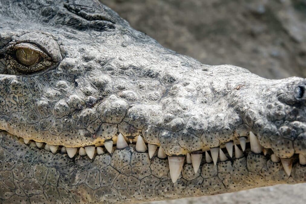 ワニワニワールド Amazon | ワニワニ ワールド MD 【メガドライブ】 | メガドライブ