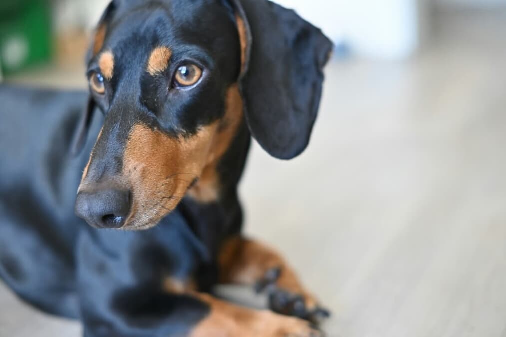 ダックスです 50_m_dhh1_e42ec588-b529-43cb-