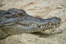 newsweekjp20251002083654-thumb