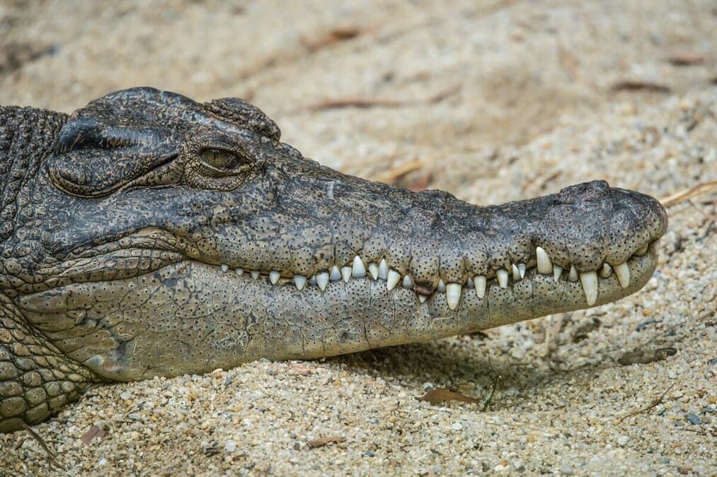 動画】ワニの腹から見つかった衝撃の遺体｜ニューズウィーク日本版