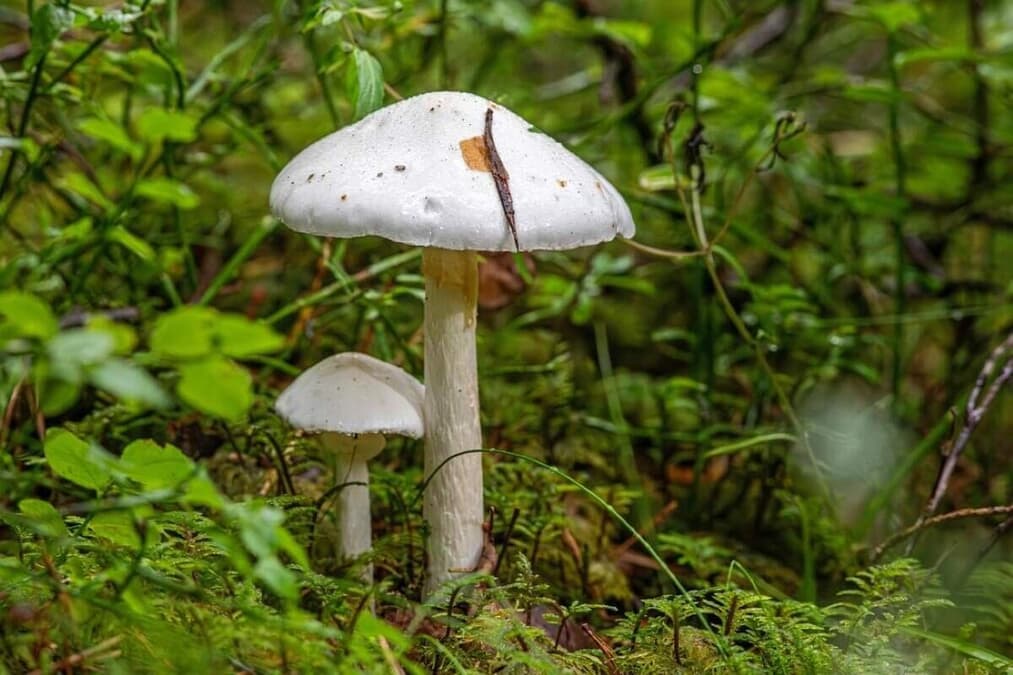 newsweekjp20251104153248-thumb