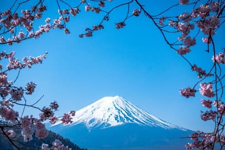富士山と桜