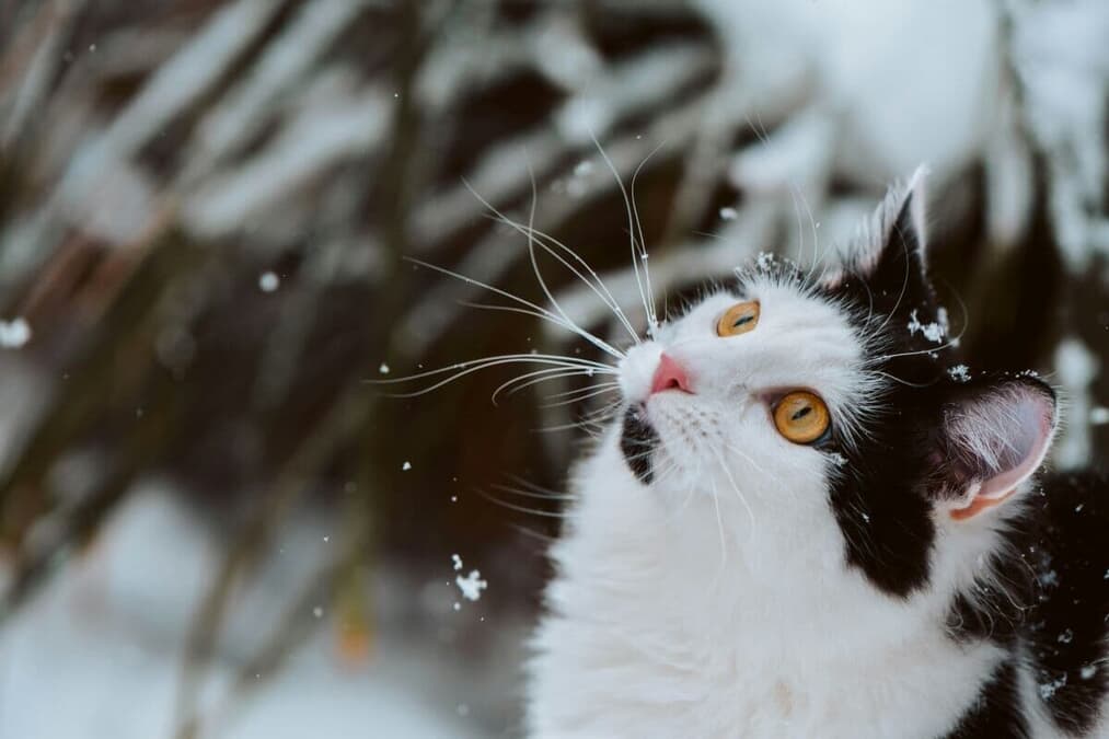 写真】雪の中で鳴いていた子猫――衰弱して冷たくなり、そして4時間後