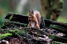 絶滅寸前」だったリスが帰ってきた――ウィスキーの産地・ハイランドで