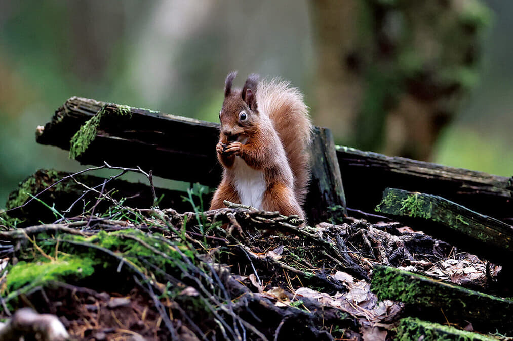 剥製 リス 本物 動物 ニホンリス | 浜口標本｜鳥類・哺乳類 剥製制作