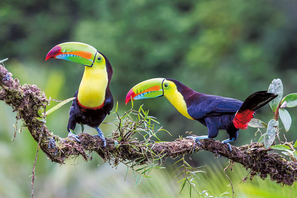 「AIはヒーローになる」ベゾス基金の受賞者たちが描く「AI×自然保護」の未来 - ニューズウィーク日本版 オフィシャルサイト