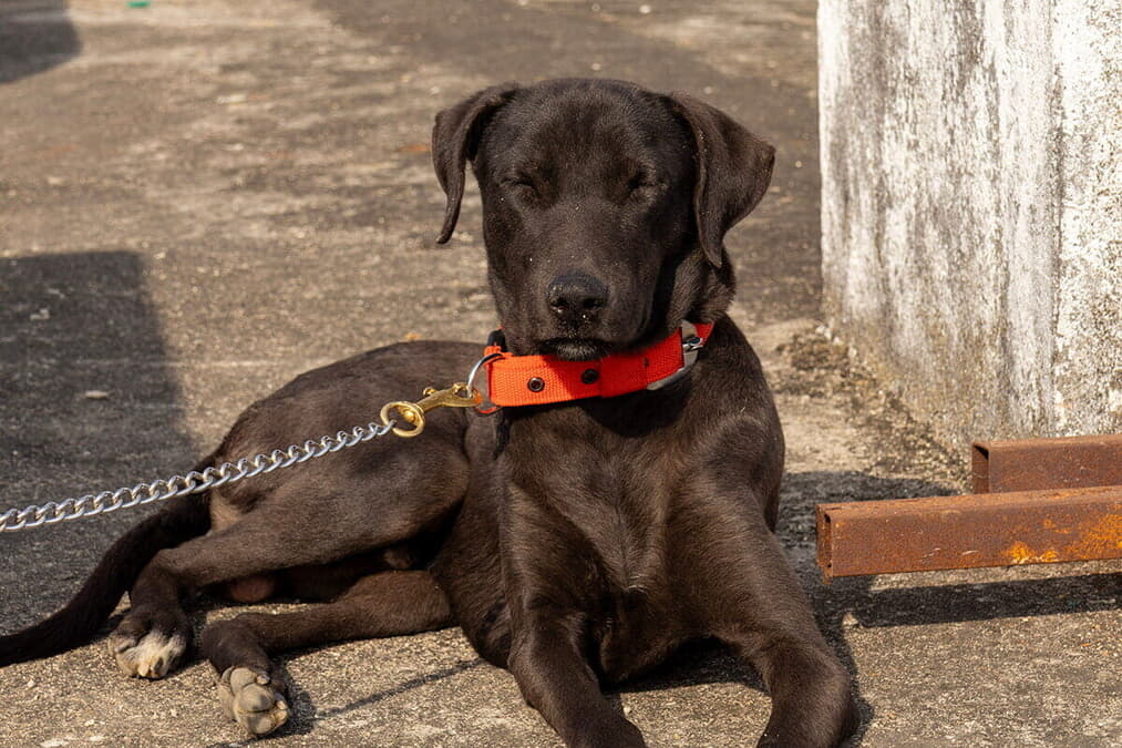 【動画】閲覧注意：犬の襲撃で顔・首に50針の深傷...歩行者女性が襲われる恐怖シーン
