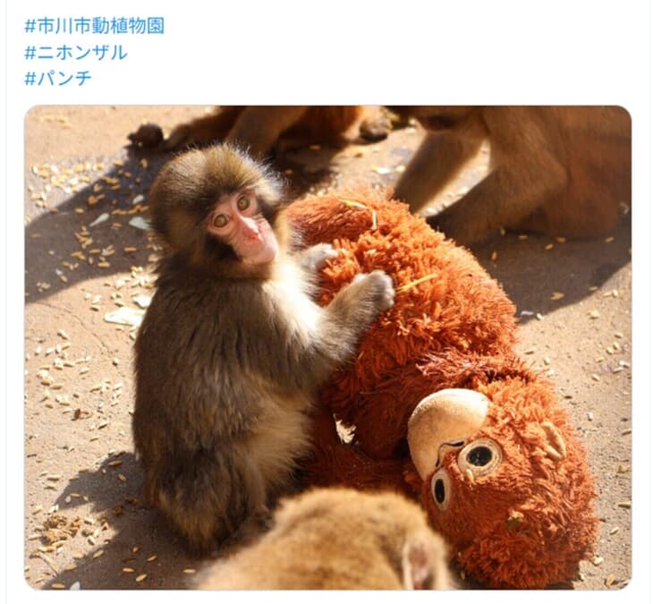 動画】大きなサルから逃げて「ぬいぐるみ母」と岩陰にネグレクト