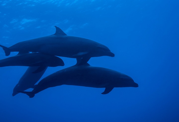 イルカとクジラのハイブリッドを確認 世界初 ワールド 最新記事 ニューズウィーク日本版 オフィシャルサイト