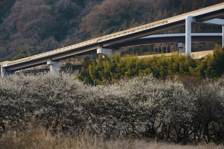 マスクの季節、電柱の林を超えて梅と高速道路の里・高尾へ マスクの季節、電柱の林を超えて梅と高速道路の里・高尾へ