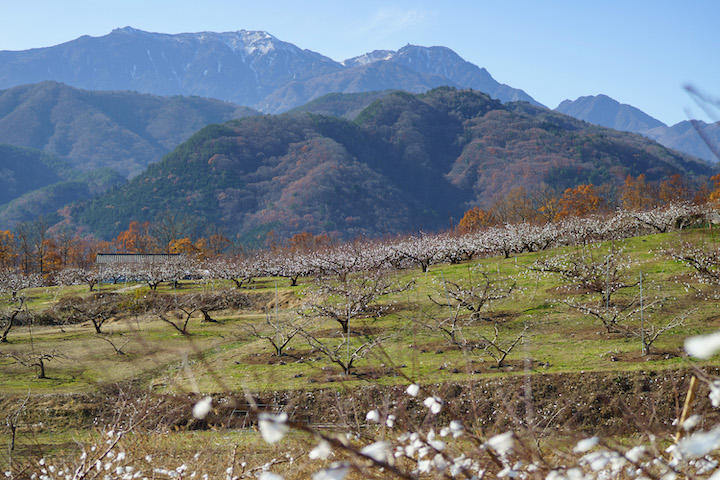 名峰に囲まれた地「冬の桃の花」と国蝶・オオムラサキの追憶 名峰に囲まれた地「冬の桃の花」と国蝶・オオムラサキの追憶