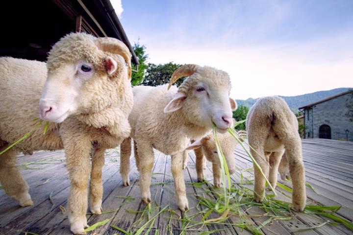 フランスの小学校で15頭の羊が 入学 学級削減危機の救世主か ワールド For Woman ニューズウィーク日本版 オフィシャルサイト