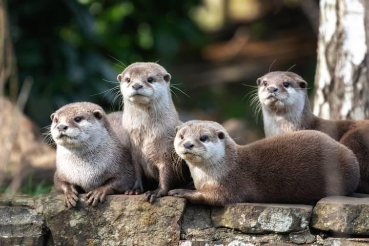 生息 地 カワウソ