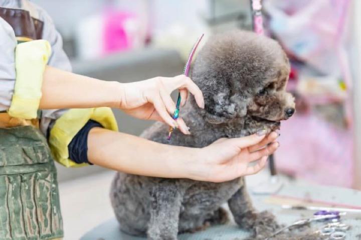トリマー トリミング資格取得でペットの健康管理やケアを行う ビジネス For Woman ニューズウィーク日本版 オフィシャルサイト トリマー トリミング資格取得でペットの健康管理やケアを行う ビジネス For Woman ニューズウィーク日本版 オフィシャルサイト