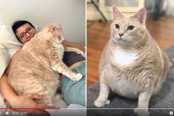 ねこ　 [無断転載禁止]©bbspink.com	YouTube動画>6本 ->画像>1403枚 