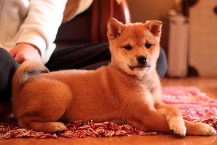 2ch 犬 コレクション イメージ ベスト 2ch 犬 コレクション イメージ ベスト