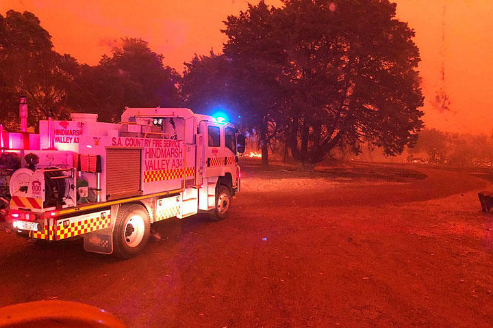 森林火災で被災したコアラを再び森へ カンガルー島 復興の記録 Fair Dinkum フェアディンカム オーストラリア World Voice ニューズウィーク日本版