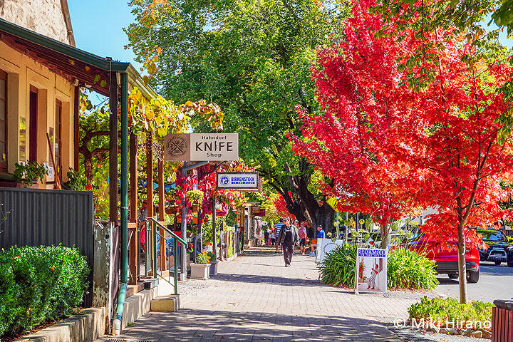 秋色に染まるオーストラリア最古のドイツ村 ハーンドルフ Fair Dinkum フェアディンカム オーストラリア World Voice ニューズウィーク日本版