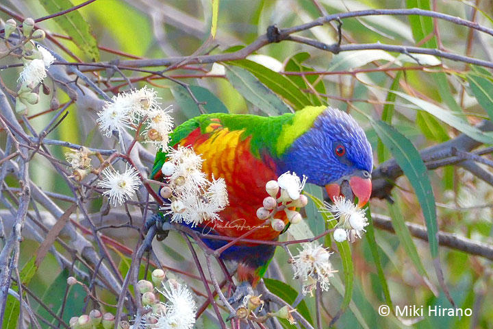 インコは肉を食べる 肉食ロリキートが科学を変えた Fair Dinkum フェアディンカム オーストラリア World Voice ニューズウィーク日本版 インコは肉を食べる 肉食ロリキートが科学を変えた Fair Dinkum フェアディンカム オーストラリア World Voice ニューズウィーク日本版