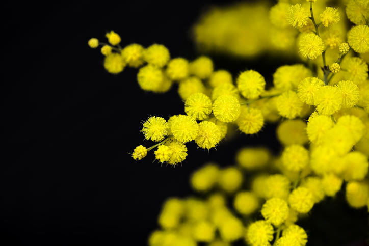 ミモザに間違われた ワトル をめぐる世界最大の植物学論争 Dna分析でわかった不都合な真実 Fair Dinkum フェアディンカム オーストラリア World Voice ニューズウィーク日本版 ミモザに間違われた ワトル をめぐる世界最大の植物学論争 Dna分析でわかった不都合な真実 Fair Dinkum フェアディンカム オーストラリア World Voice ニューズウィーク日本版