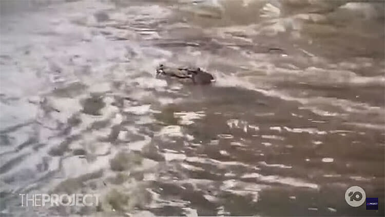 記録的大洪水でワニが町中を泳ぐ、豪クイーンズランド州北部の町｜Fair