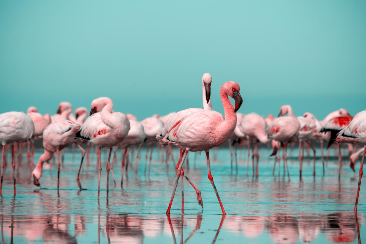 iStock-1326912041.jpg