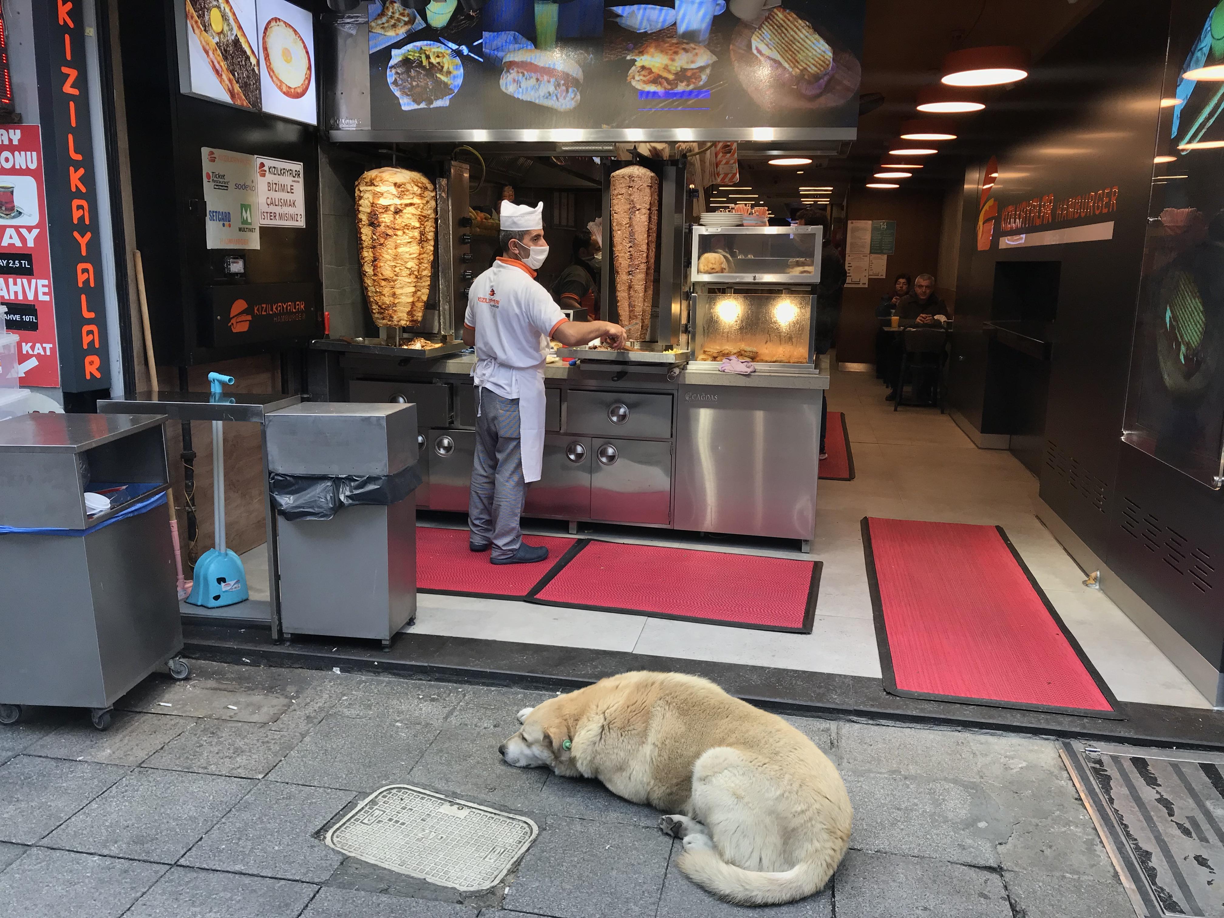 トルコでは犬猫が政治的な駆け引きのツールになる 有名になりすぎた野良犬 Boji の身に危険が及んだいきさつ トルコから贈る千夜一夜物語 World Voice ニューズウィーク日本版