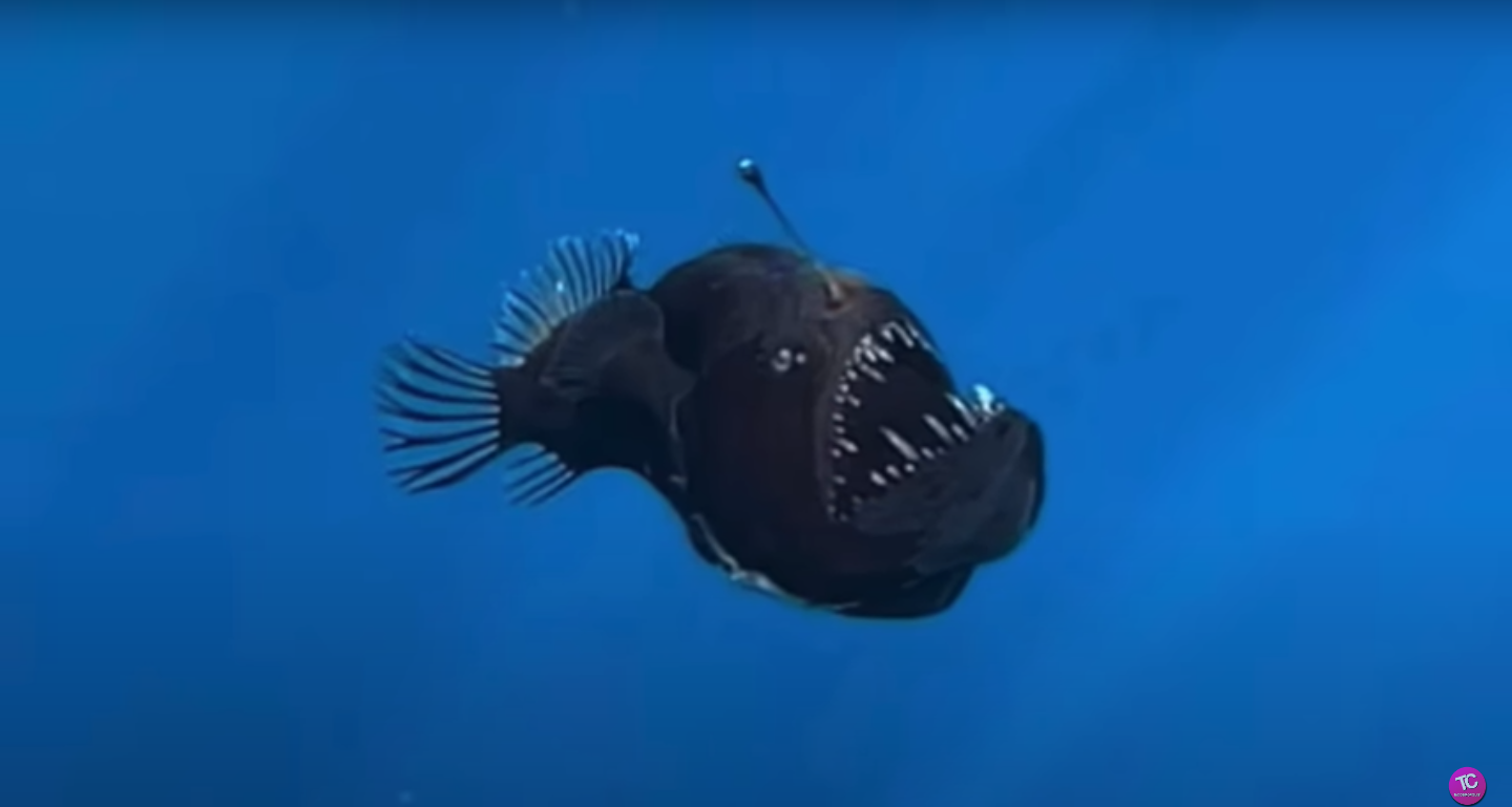 超レア 深海魚クロアンコウがテネリフェ島沖で発見される｜スペイン