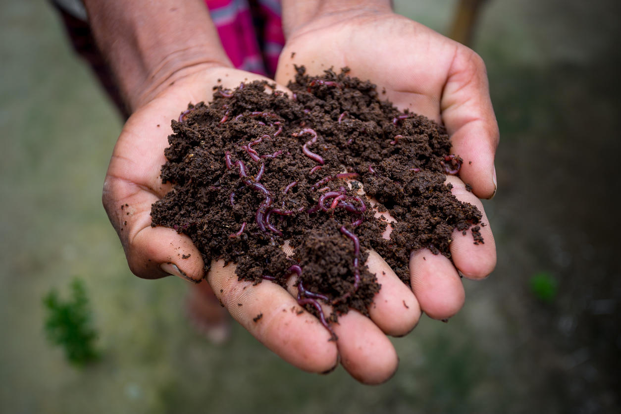 ミミズの楽園 オランダのミミズ堆肥生産の事例 農 食 命を考える オランダ留学生 百姓への道のり World Voice ニューズウィーク日本版