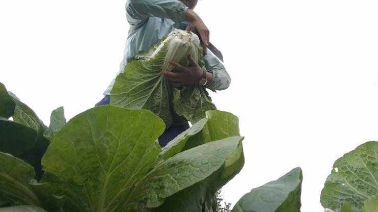 Chinese cabbage_Moment.jpg
