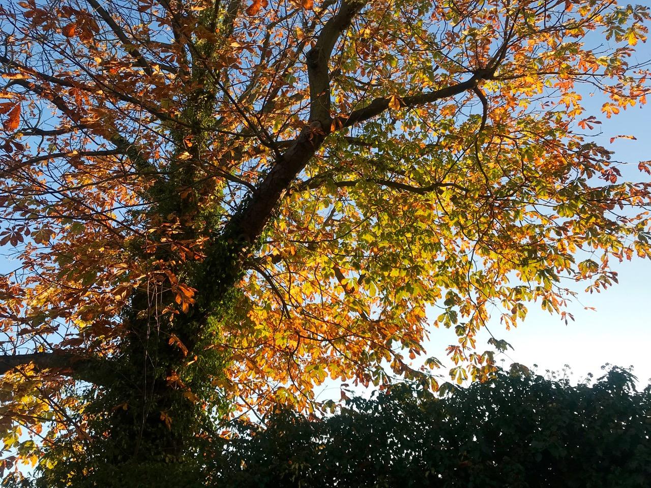 紅葉 - 1.jpg