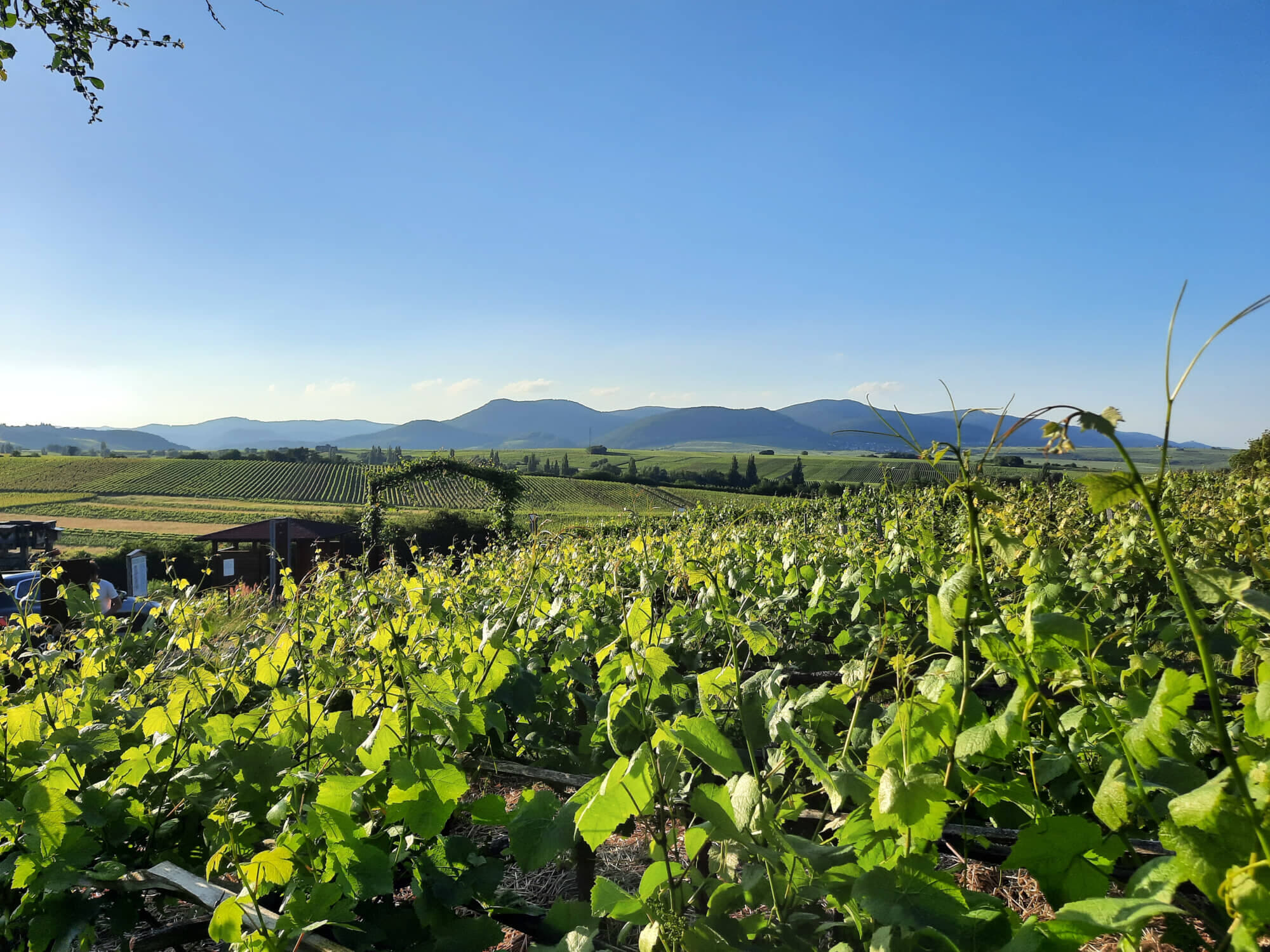 ドイツワインのDNA「テロワール」を学ぶ旅（3）プファルツ｜ドイツの