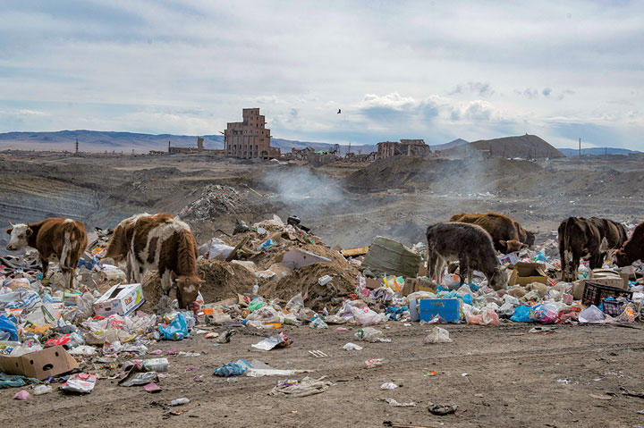 モンゴルの牧畜の死骸はプラスチックまみれ 朝青龍が挑む 羊たちの沈黙 ニューズウィーク日本版 オフィシャルサイト